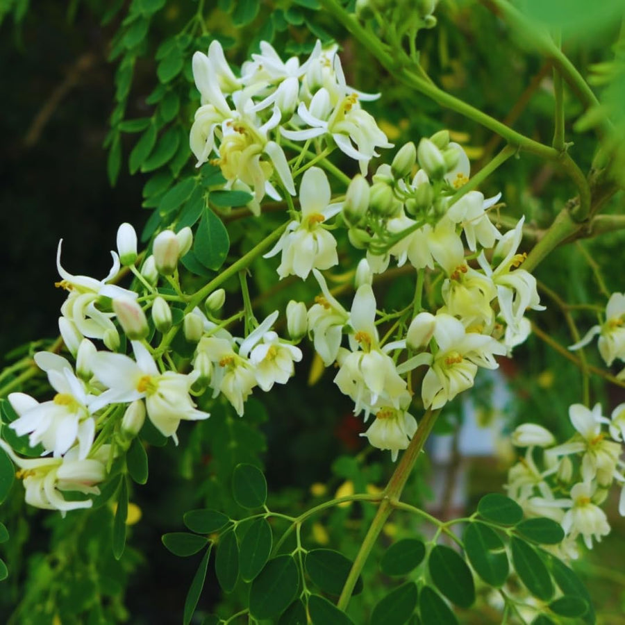2 Moringa Trees Live Plants, Moringa Oleifera Drumstick Plant Live, 4 Inc Pot, Herb Garden Planting Outdoor