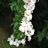 Kousa White Dogwood Trees Shrubs Bushes Live Plants in Quart Pot, Dogwood Trees Live Plants for Planting Outside, Flowering Dogwood 6-13 Inc Tall