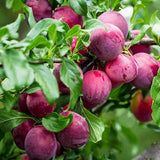 Methley Plum Plant Live for Planting, Bareroot 12-18 Inch Tall, Japanese Plum Tree Live Plant, Red Plum Tree Plant Live to Grow Outdoors