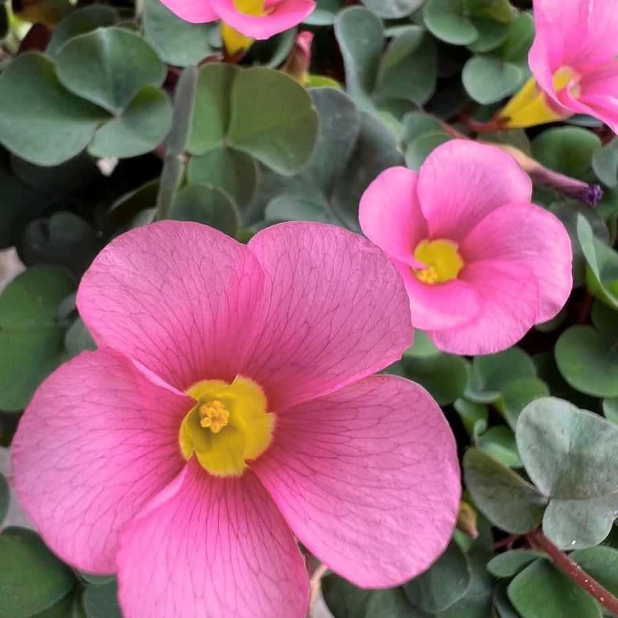 Pink Oxalis Flower Plant in 4'' Pot, 4-8'' Tall, Shamrock Flowers Plants, Perennial Flower Plants for Indoor and Outdoor Garden