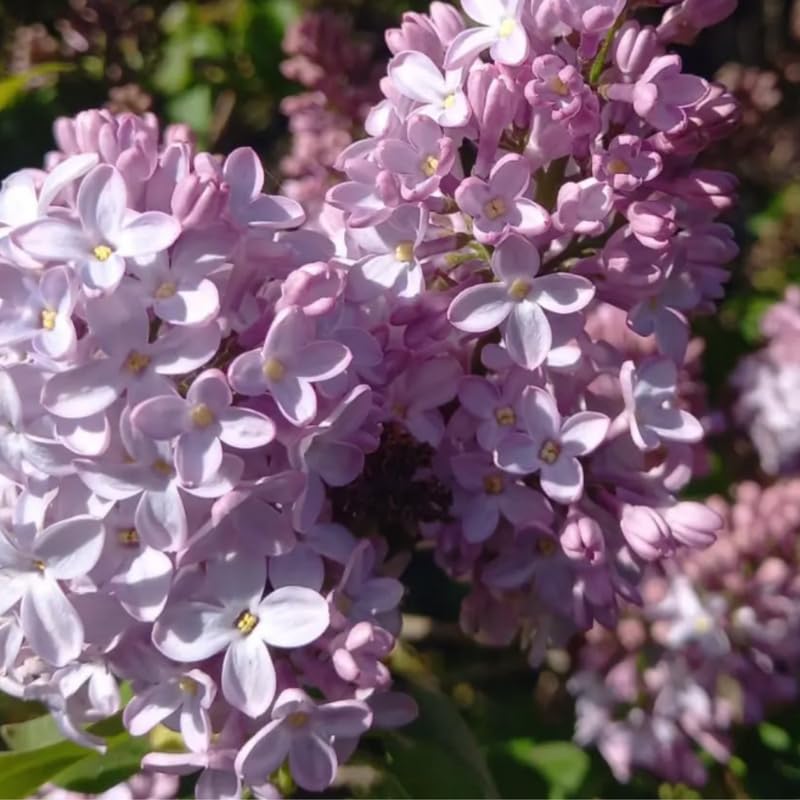 Lavender Lilac Bush Live Tree Plant, 1 Year Old Tree for Planting, 6 to 12 Inches in Tall, Hardy Shrub, Dormant in Winter, Lavender Purple Lilac