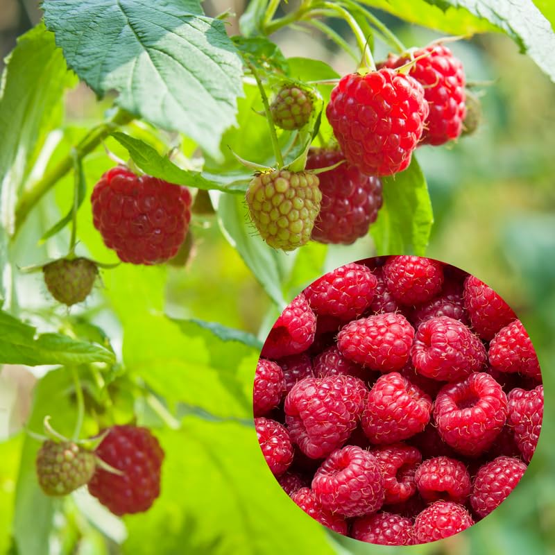 Set 2 Pots Red Raspberry Plants Live for Planting Outdoor, 3 Inch Pot, Perennial Sweet Berries Starter Plants