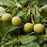 Walnut Tree in Quart Pot for Planting 6-12 Inches, Nut Tree Plants for Outdoor Garden, Ready to Grow, High Yield