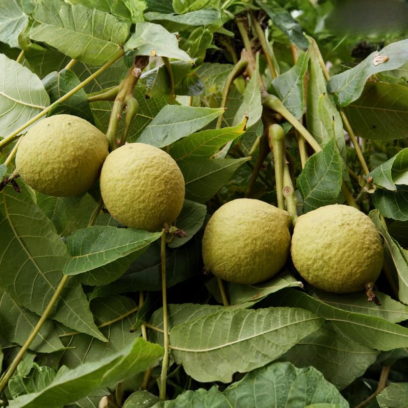 Walnut Tree in Quart Pot for Planting 6-12 Inches, Nut Tree Plants for Outdoor Garden, Ready to Grow, High Yield