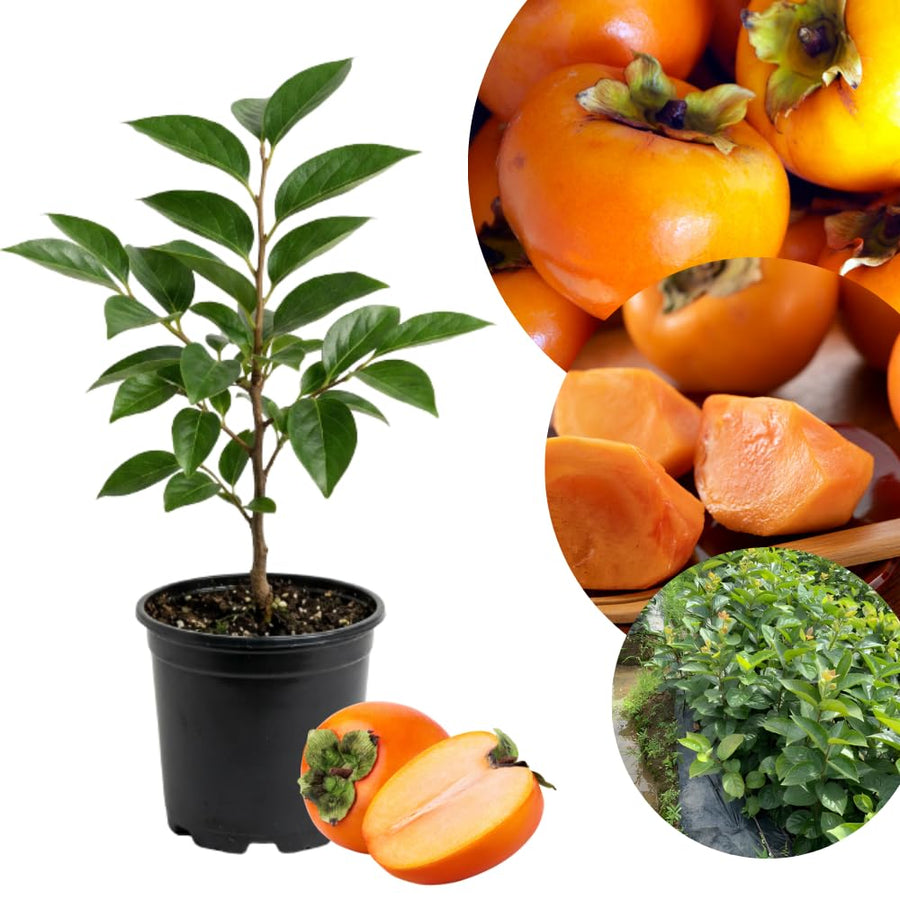 Persimmon Tree Live Plant, Quart Pot, Well Rooted, 8-10 Inches Tall, Cold Hardy Fruit Tree, Persimmon Tree for Backyard Outdoor Garden