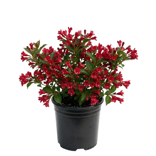 Red Weigela Plant Live, Flowering Weigela Bush, 8-12'' Tall in Quart Pot, Perennial Shrub for Outdoor Planting
