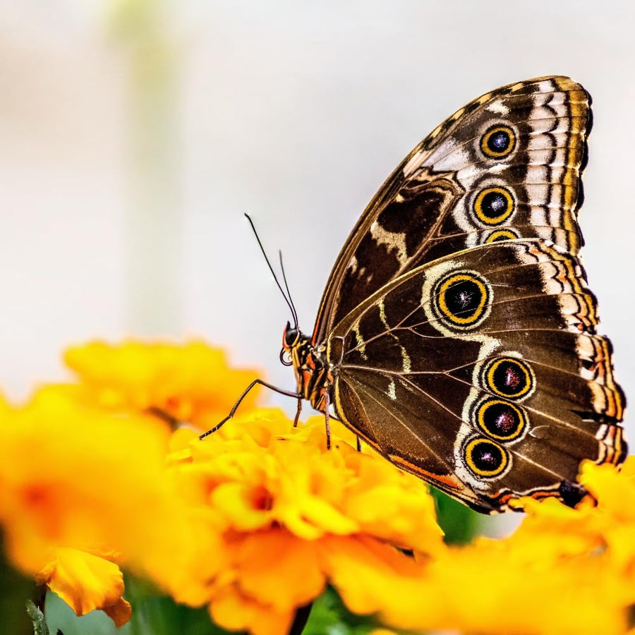 Butterfly Bush Shrubs, Yellow Butterfly Bush Live Plant Trees Shrub for Planting Garden Indoor Outdoor