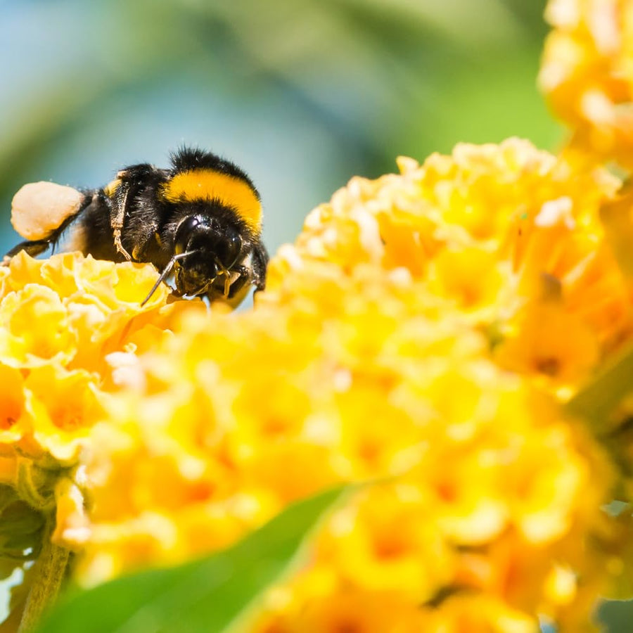 Butterfly Bush Shrubs, Yellow Butterfly Bush Live Plant Trees Shrub for Planting Garden Indoor Outdoor