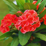 Crown of Thorns Live Plant Pot, Red Euphorbia Crown of Thorns Plant Live, Succulent Plant Live, Outdoor Indoor Gardening