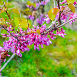 Eastern Redbud Tree Live Plant, Cold Hardy Redbud Tree Live Plant, Red Bud Plant in Quart Pot, Easy to Plant