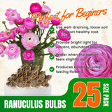 25 Pink Large Ranunculus Bulbs for Planting, Ranunculus Corms, Buttercup Flower Bulbs Spring Fall Growing