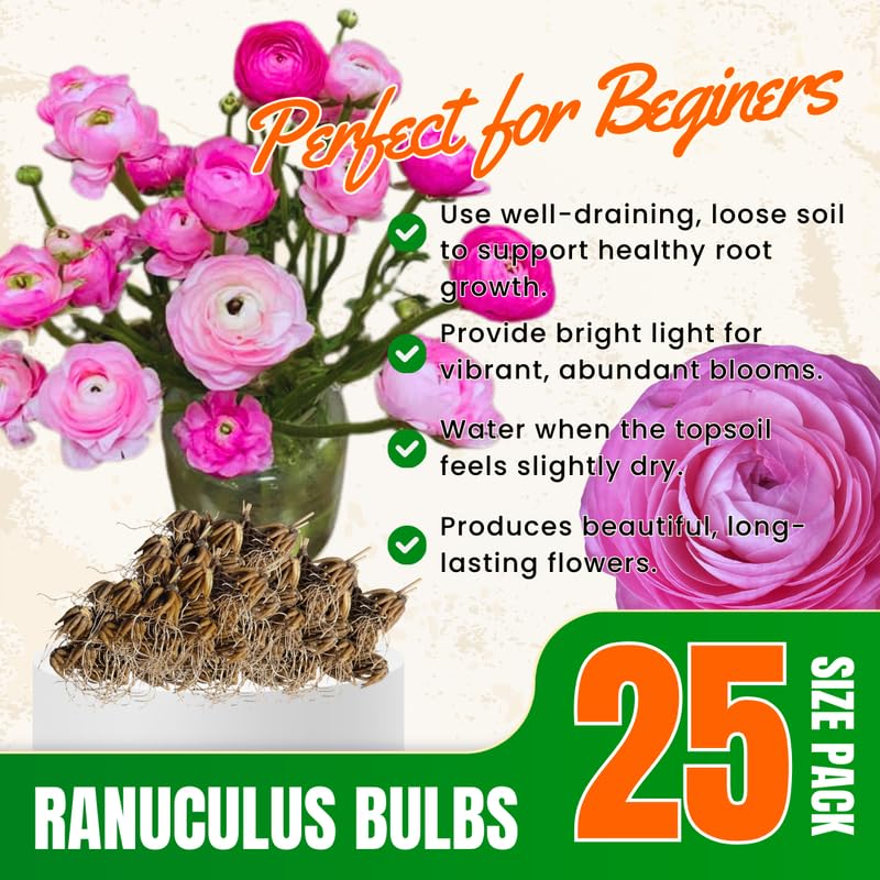 25 Pink Large Ranunculus Bulbs for Planting, Ranunculus Corms, Buttercup Flower Bulbs Spring Fall Growing