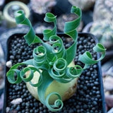 Albuca Plant Live Bare Root Succulent Live Plant, Rare Curly Leaf, Easy Care Indoor Plant for Collectors