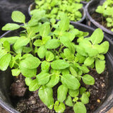 Set 6 Holy Basil Plant,Tusil Basil, Live Herb Plant, 3 to 5 Inch for Growing