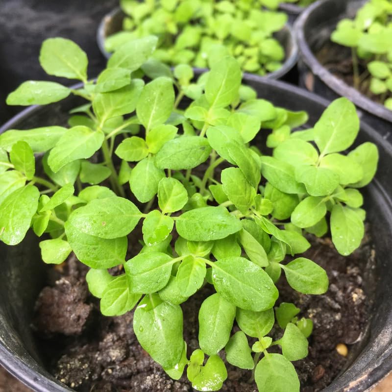 Set 6 Holy Basil Plant,Tusil Basil, Live Herb Plant, 3 to 5 Inch for Growing