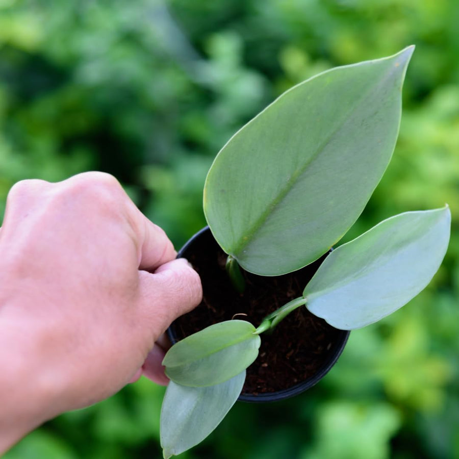 Set of 2 Live Silver Philodendron Plants in 4 Inch Pots, Tropical Indoor Houseplants with Variegated Foliage, Ready to Grow