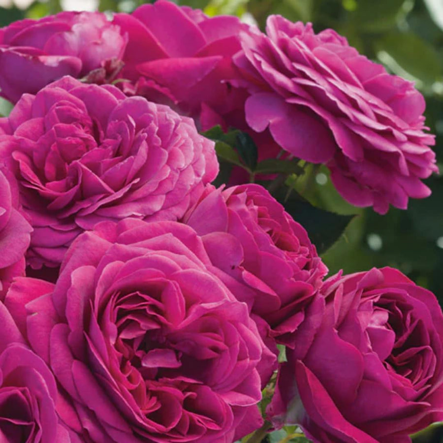 Deep Purple Climbing Rose Live Plant, Fragrant Rose Bush Ready to Plants, Zone 5 to 9, Size 5 to 7 Inches and Bare Root