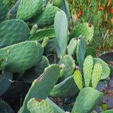 Prickly Pear Cactus, Green Prickly Pear Cactus Plant Live in 4 Inc Potted