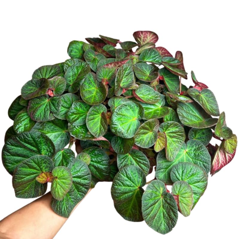 Combo 3 Trailing Begonia Angel Wing Plants Live, Begonia Maculata Live Plant, Begonias Live Plants Outdoor, 4 to 8 Inc Tall