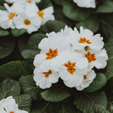 Primrose Live Plant, White Primrose Plant in 4'' Pot, 4-6'' Tall, Hardy Primrose Flower Plant, Colorful Blooms, Perennial Plants