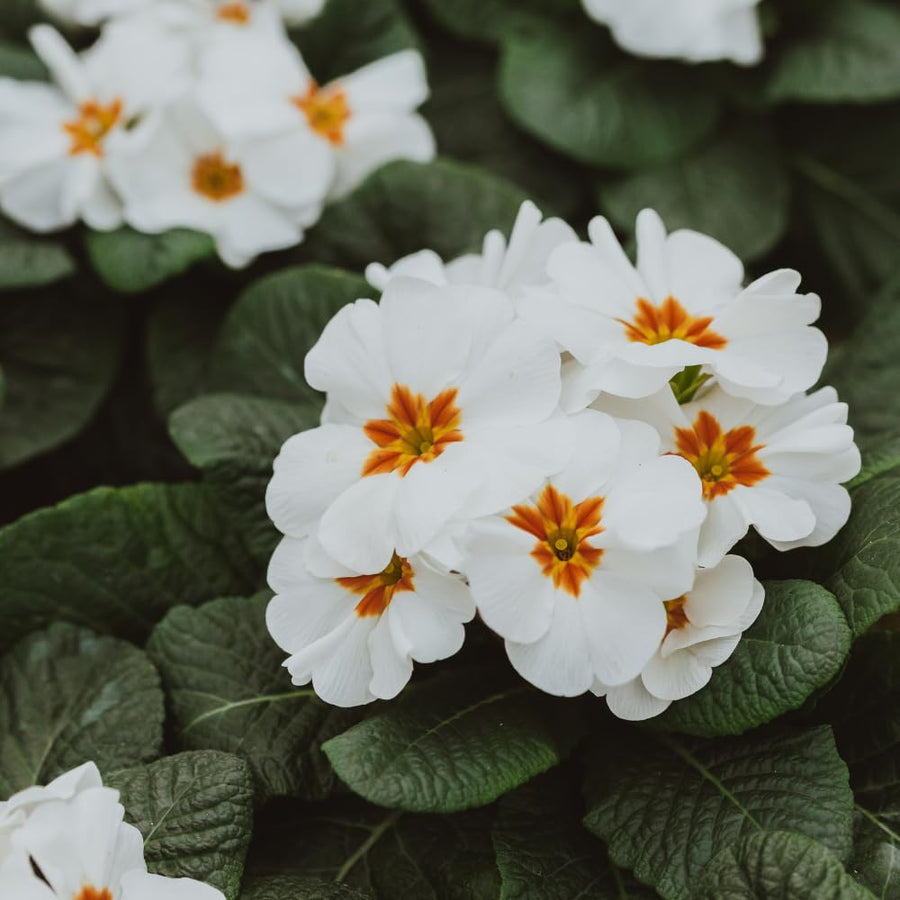 Primrose Live Plant, White Primrose Plant in 4'' Pot, 4-6'' Tall, Hardy Primrose Flower Plant, Colorful Blooms, Perennial Plants