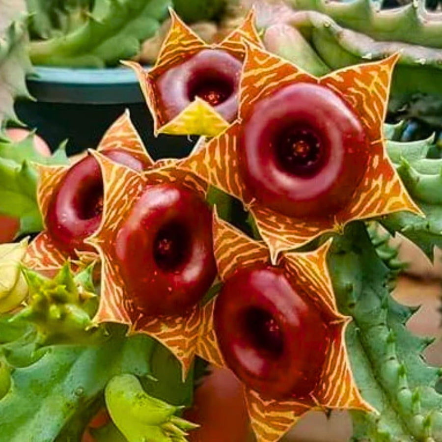 Starfish Cactus Plant Live, Lifesaver Zebrina Trailing Succulent Well Rooted in 2" Pot, Starter Houseplant for Hanging Basket
