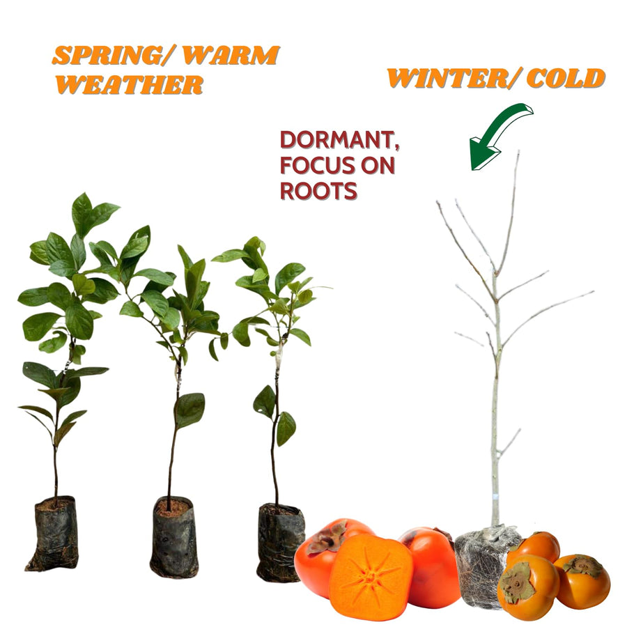 2 American Persimmon Trees Live Plants Seedlings, 1 Year Old, 7 to 14 Inches Tall, Dormant in Winter, Persimmon Fruit Tree, Cold Hardy