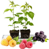 Pack 2 Assorted Raspberry Plants Live, Size 5-9 Inch Tall, Raspberry Trees Live Plants, Sweet Raspberry Bush Shrub