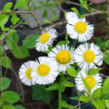 White Yellow Daisy Plant Live, Daisy Flower Plants Live Gardening, 6 Inc Potted