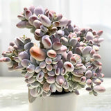 Cotyledon Orbiculata Succulent Live Plant Potted, Trailing Succulent Rare House Plant for Home Office Decoration, Indoor Outdoor Growing, 2" Pot, Starter Plants