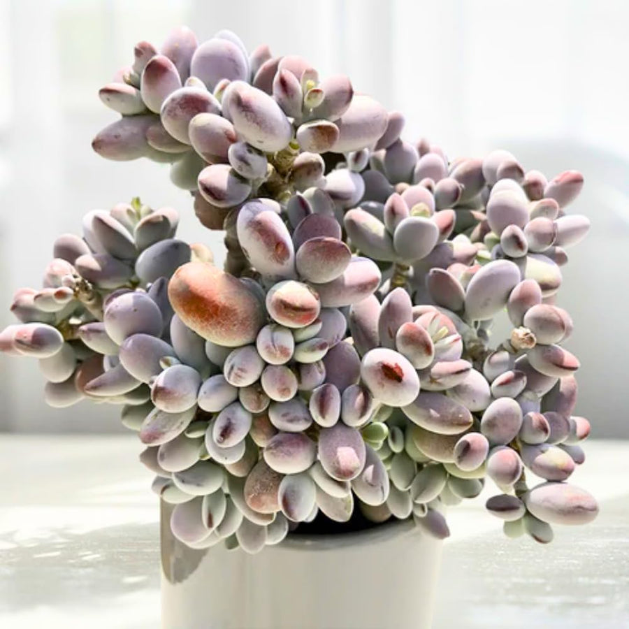 Cotyledon Orbiculata Succulent Live Plant Potted, Trailing Succulent Rare House Plant for Home Office Decoration, Indoor Outdoor Growing, 2" Pot, Starter Plants