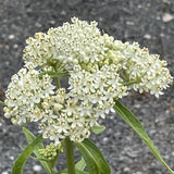 2 Mikweed Live Plants, Asclepias Tuberosa Perennial Flowers Plants, Tropical Butterfly Milkweeds 4-8 Inch for Outdoor Garden (White)