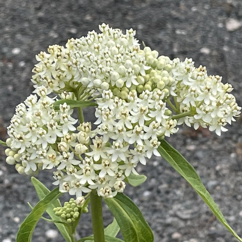 2 Mikweed Live Plants, Asclepias Tuberosa Perennial Flowers Plants, Tropical Butterfly Milkweeds 4-8 Inch for Outdoor Garden (White)