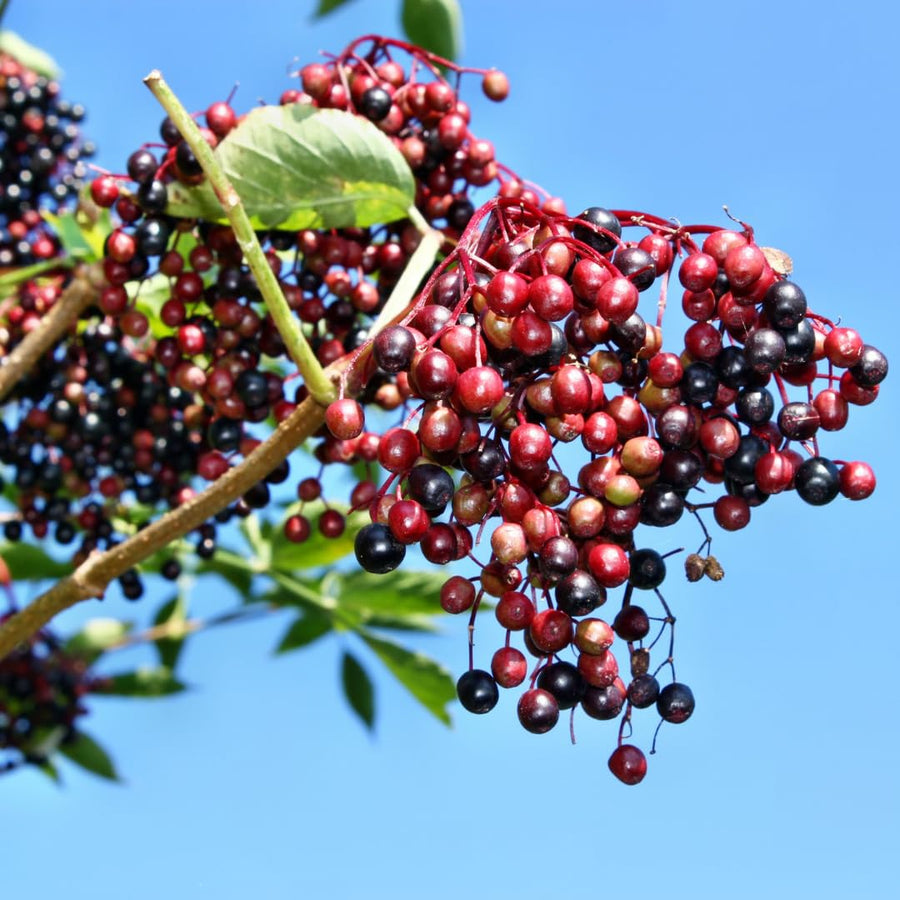 Sweet Black Elderberry Plant Live, 1.5 to 2.5 Feet Tall in 1 Gallon Pot, Hardy Fruit-Producing Shrub for Outdoor Planting