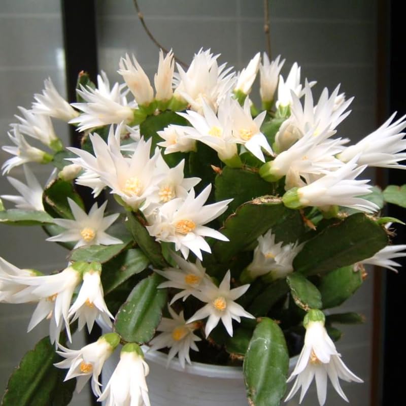 Easter Cactus Plant Live, Spring Cactus Live Plant, 4-8 Inch Height, Holiday Blooms for Outdoor Spaces, No Pot, Bareroot (Mix)