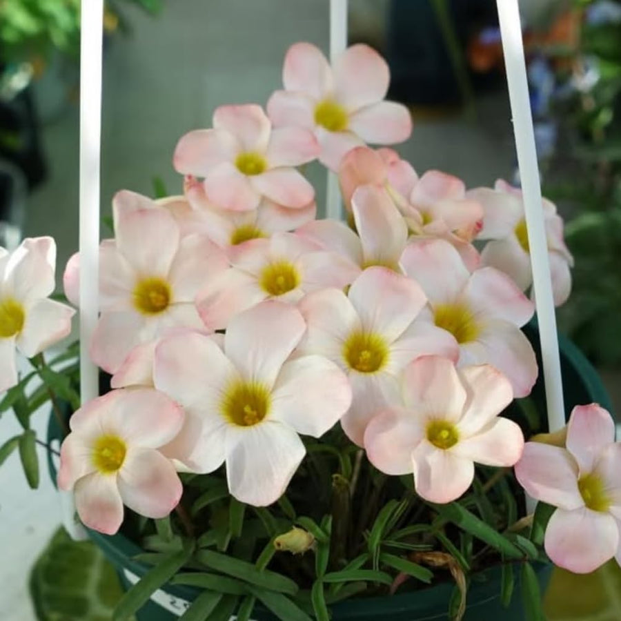 Oxalis Plant Live, Shamrock Spring Flower, 4 Inc Pot, Ornamental Oxalis Plant Live for Indoor Outdoor Garden, 4-8'' Tall (Light Peach)