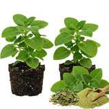 2 Cuban Oregano Live Plant, Oregano Plants Live, Mexican Mint Plant, Spanish Thyme Vegetable Plants Live Garden