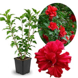 Rose of Sharon Plant in Quart Pot, Hardy Hibiscus Flowering Shrub, Vibrant Outdoor Althea Plants, Fast-Growing Perennial