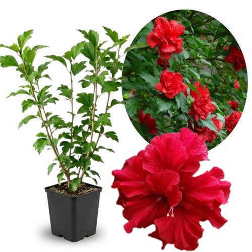 Red Rose of Sharon Plant in Quart Pot, Hardy Hibiscus Flowering Shrub, Vibrant Outdoor Althea Plants, Fast-Growing Perennial