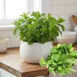 Mojito Mint Live Plant, Well Rooted Mint Herb in 3.5 Inch Pot, Gardens and Containers Growing