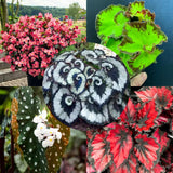 Combo 4 Begonias Houseplant Live Indoor, Mix Begonia Maculata Live Plant, Random Begonias Live Plants Outdoor, 4 to 8 Inc Tall