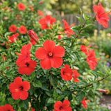 Red Hibiscus Plant Live, Hardy Hibiscus Plants Live 5-7 Inches Tall, Vibrant Blooming Flower, Well-Rooted Plant for Home Garden Indoor Outdoor