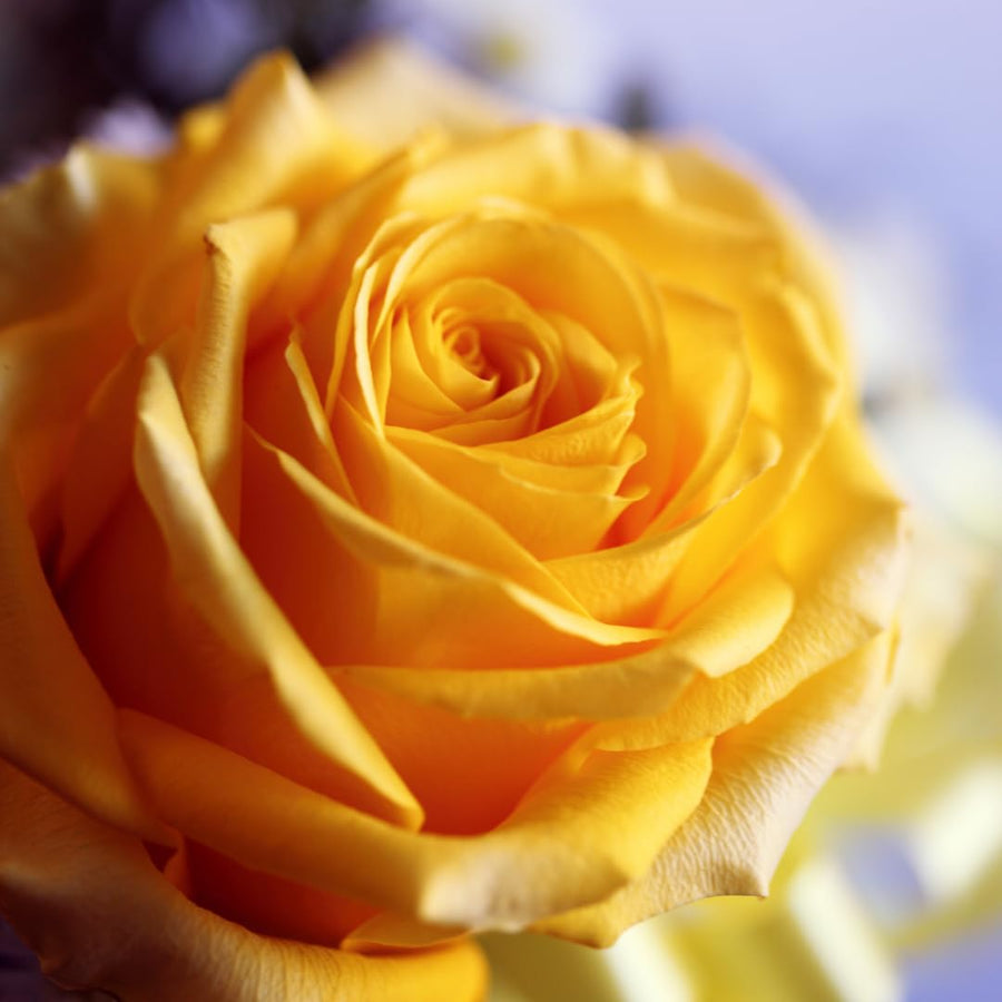 Fragrant Sunrosa Rose Bushes Plant Live, Gold Yellow Rose Climbing Flower Trees, Bright Golden Yellow Live Roses Bushes Bare Root Ready to Plant, 5-10 Inc Tall