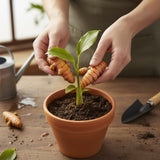 Pack 8 Turmeric Roots for Planting, Fresh Yellow Turmeric Root, Curcuma Longa, Ready for Indoor Outdoor Gardening