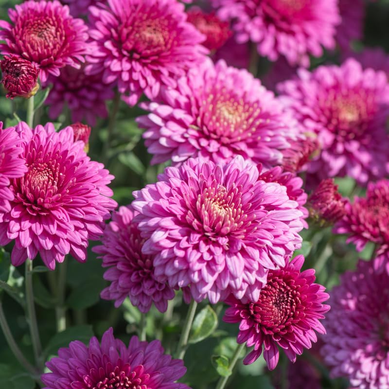 3 Live Chrysanthemum Plants, Purple Chrysanthemum Live Plants, Chrysanthemum Flowers Plants Outdoor Indoor, Between 3 and 5 Inches in Height