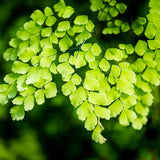 5 Roots of Maidenhair Fern, Fern Plants Live, Live Fern Plants, Fern Plant Seedlings, Fern Rhizomes for Planting, 5 Roots