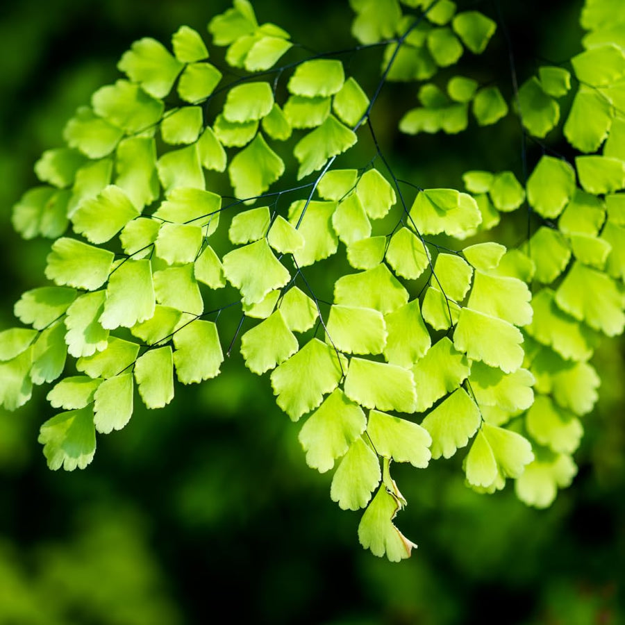 5 Roots of Maidenhair Fern, Fern Plants Live, Live Fern Plants, Fern Plant Seedlings, Fern Rhizomes for Planting, 5 Roots