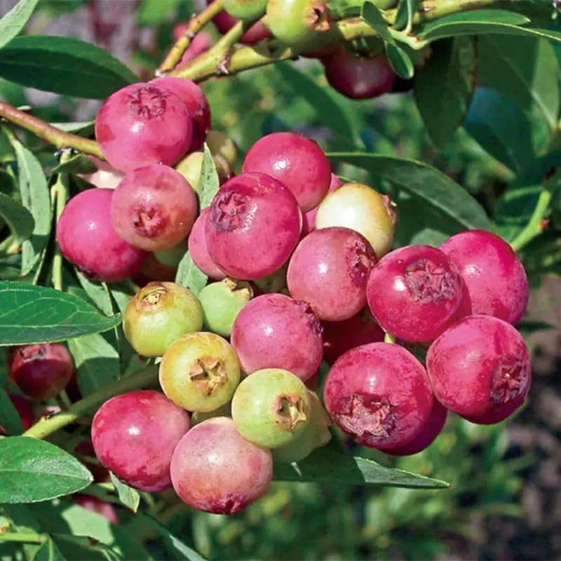 Pink Lemonade Blueberry Plant Live in 4’’ Pot, High Yield Blueberries Bush Shrub, Sweet Flavor, Ideal for Home Gardens, Patio Containers