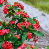 Crown of Thorns Live Plant Pot, Red Euphorbia Crown of Thorns Plant Live, Succulent Plant Live, Outdoor Indoor Gardening