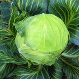 2 Cabbage Plants Live Potted, Cabbage Vegetable Live Plant Home Garden Outside, 3 to 5Inc in Height